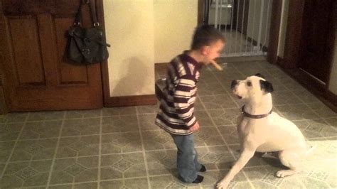 pit bull attacks 11 year old boy